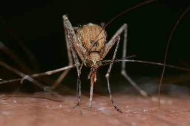 L'Asie doit se préparer au Zika - 18