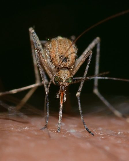 L'Asie doit se préparer au Zika - 16