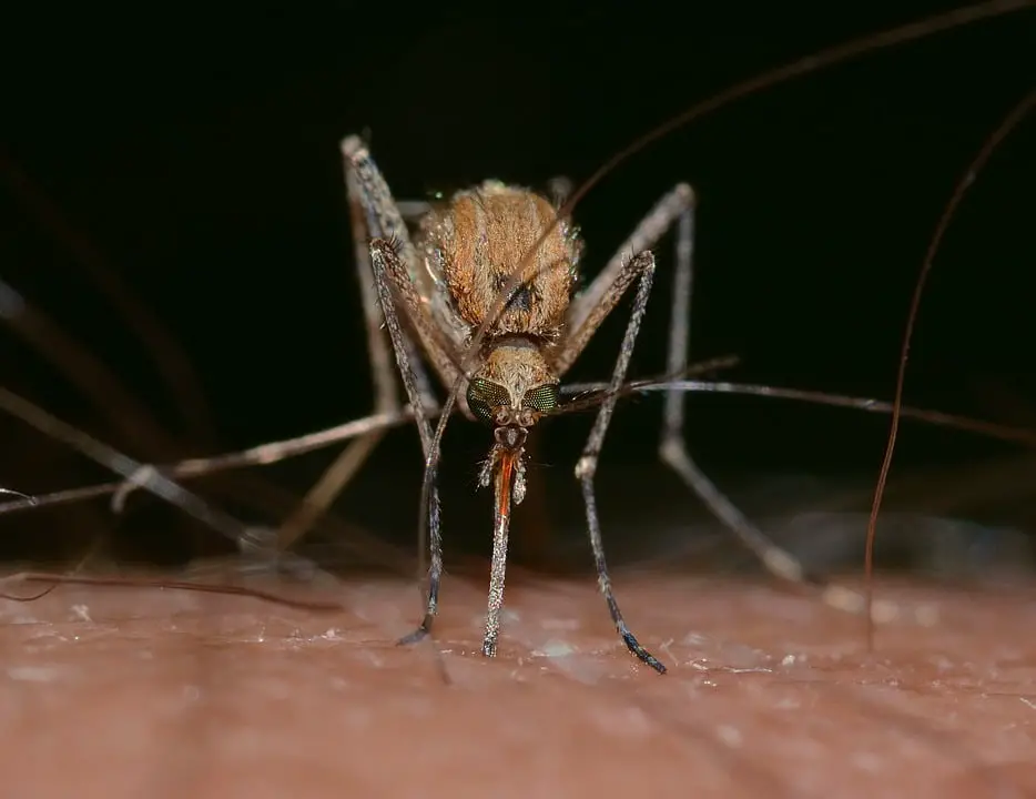 L'Asie doit se préparer au Zika 4 L'Asie doit se préparer au Zika - 3