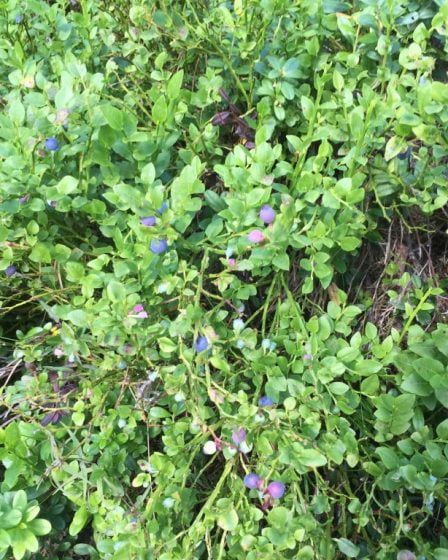 La saison des bleuets pourrait être exceptionnelle ici 28 La saison des bleuets pourrait être exceptionnelle ici - 27