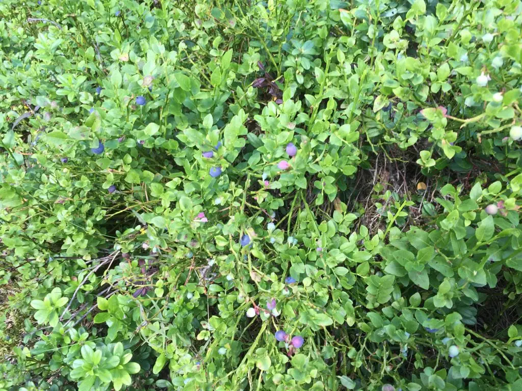 La saison des bleuets pourrait être exceptionnelle ici 4 La saison des bleuets pourrait être exceptionnelle ici - 3