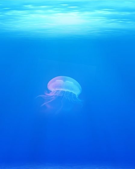 La Norvège organisera un sommet sur l'océan en 2019 11 La Norvège organisera un sommet sur l'océan en 2019 - 10