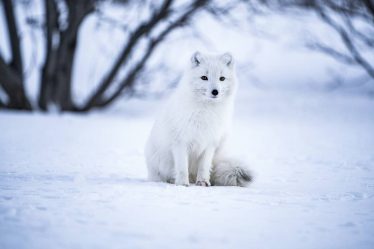 Des poux détectés dans la fourrure des renards du Svalbard - 18