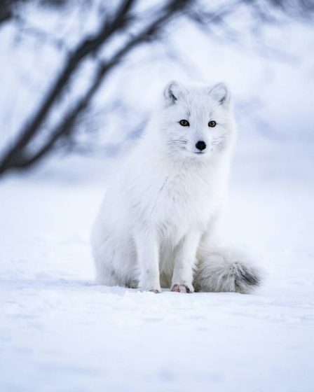 Des poux détectés dans la fourrure des renards du Svalbard 2 Des poux détectés dans la fourrure des renards du Svalbard - 1