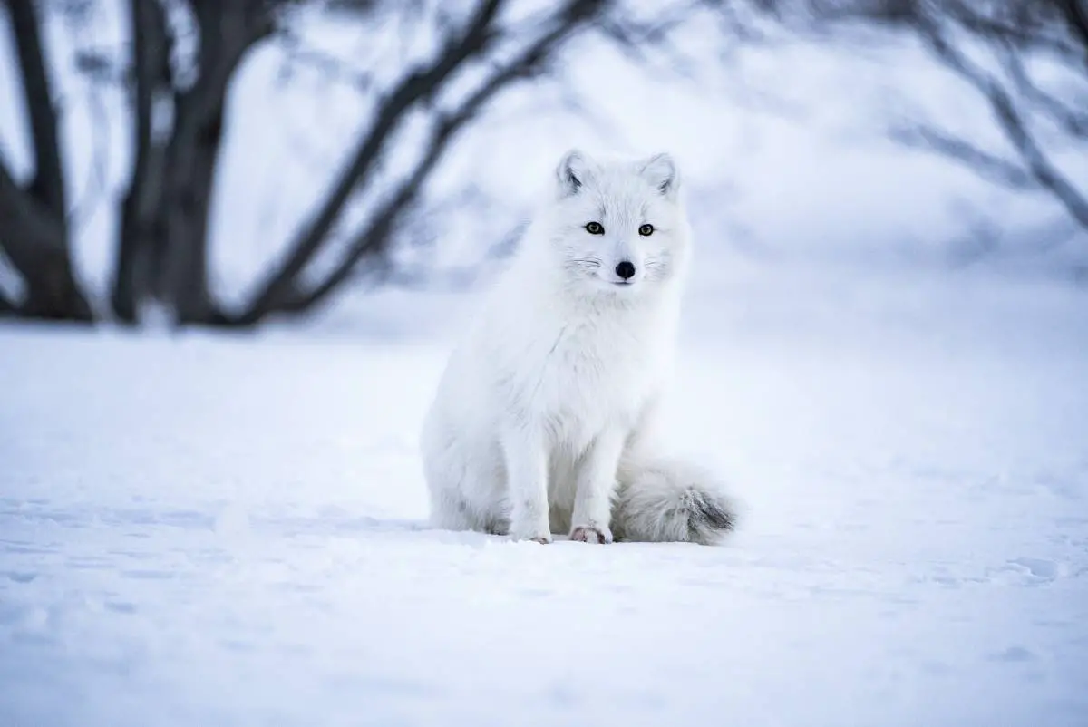 Des poux détectés dans la fourrure des renards du Svalbard - 3