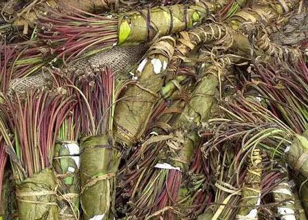 Quantités record de khat confisquées à Gardermoen 11 Quantités record de khat confisquées à Gardermoen - 10