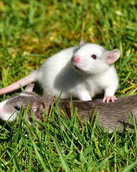 Une femme accusée de tentative de meurtre avec poison 26 Une femme accusée de tentative de meurtre avec poison - 25