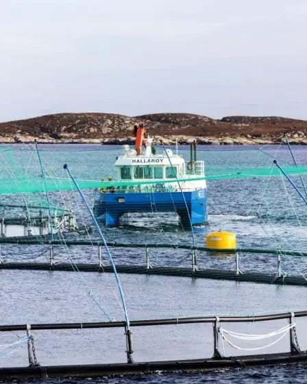 Près de 70 000 poissons se sont échappés des fermes piscicoles en Norvège l'année dernière - 1