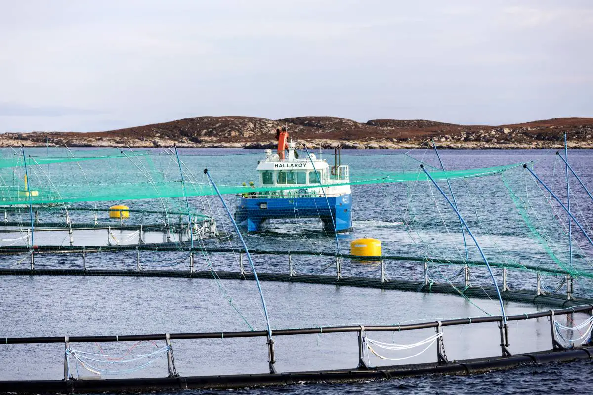 Près de 70 000 poissons se sont échappés des fermes piscicoles en Norvège l'année dernière 4 Près de 70 000 poissons se sont échappés des fermes piscicoles en Norvège l'année dernière - 3