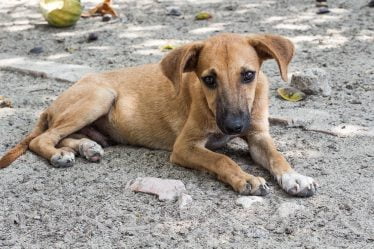 Association vétérinaire sur les importations de chiens de rue - 20