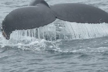 La Commission baleinière a adopté des contrôles plus stricts - 21