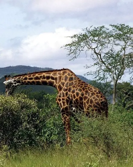 De moins en moins d'animaux sauvages dans le monde 29 De moins en moins d'animaux sauvages dans le monde - 28