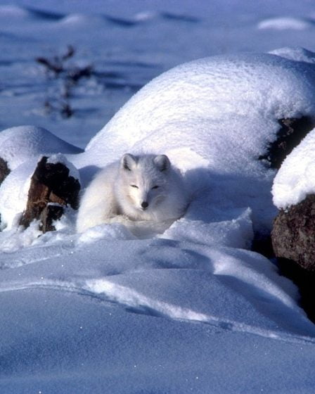 L'UE aide à préserver le renard arctique - 19