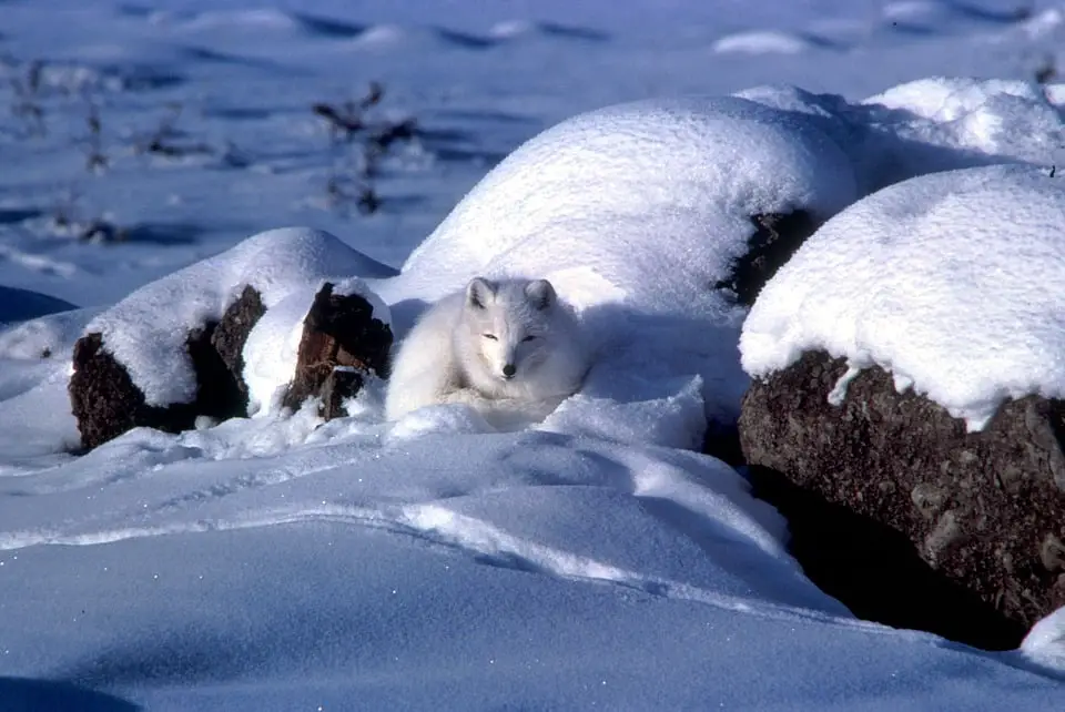 L'UE aide à préserver le renard arctique - 3