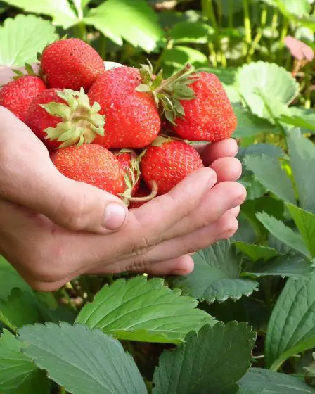 Les producteurs de fraises du nord évitent l'infestation fongique 23 Les producteurs de fraises du nord évitent l'infestation fongique - 22
