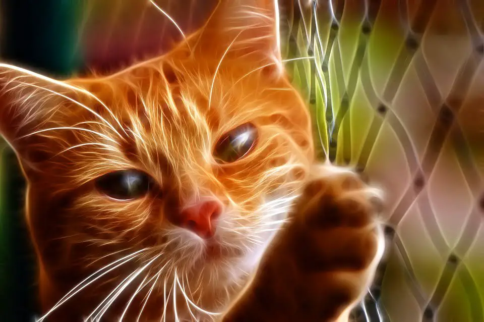 Un jeune accusé d'avoir tué un chat 4 Un jeune accusé d'avoir tué un chat - 3