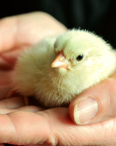 L'œuf Rema 1000 est devenu une poule 23 L'œuf Rema 1000 est devenu une poule - 22