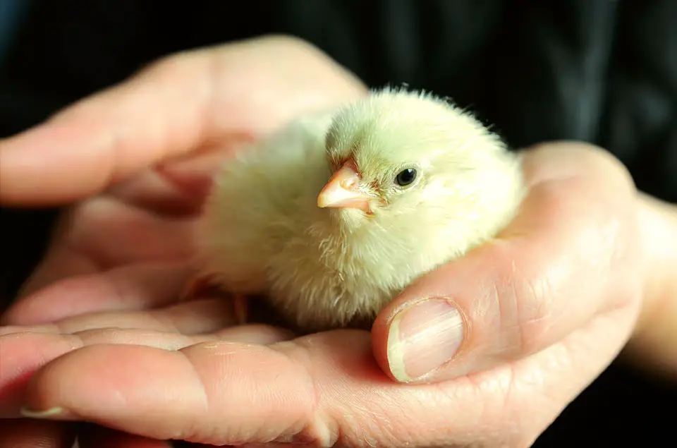 L'œuf Rema 1000 est devenu une poule 6 L'œuf Rema 1000 est devenu une poule - 5
