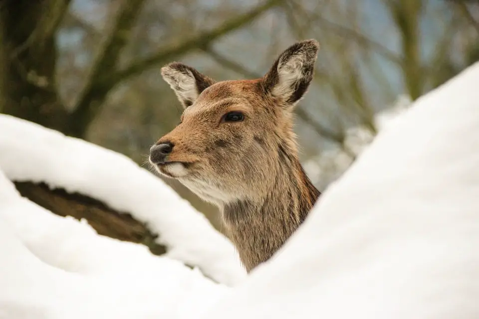 Inquiétudes sur l'avenir des rennes et des cerfs à cause d'une maladie du cerveau 4 Inquiétudes sur l'avenir des rennes et des cerfs à cause d'une maladie du cerveau - 3