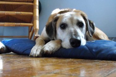 Le ver du cœur nocif trouvé chez les chiens - 20