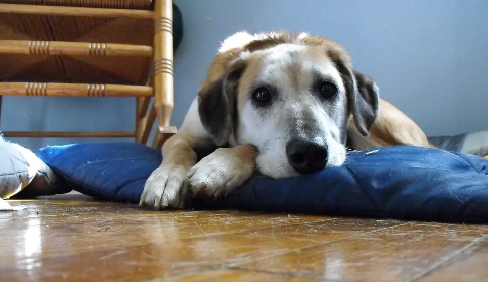 Le ver du cœur nocif trouvé chez les chiens 4 Le ver du cœur nocif trouvé chez les chiens - 3