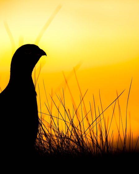 Moins sont allés à la chasse au petit gibier 14 Moins sont allés à la chasse au petit gibier - 13