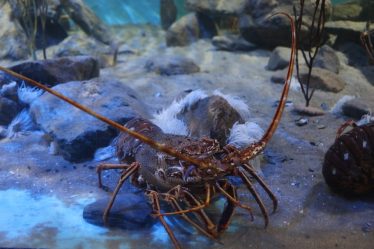 Début de la pêche au homard samedi - 18