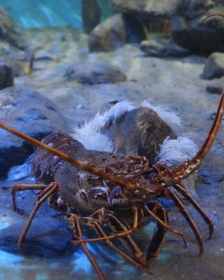 Début de la pêche au homard samedi 26 Début de la pêche au homard samedi - 25