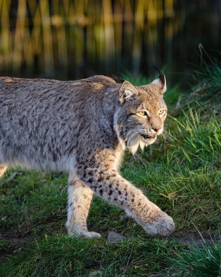Moins de lynx en Norvège - La Norvège aujourd'hui 23 Moins de lynx en Norvège - La Norvège aujourd'hui - 22