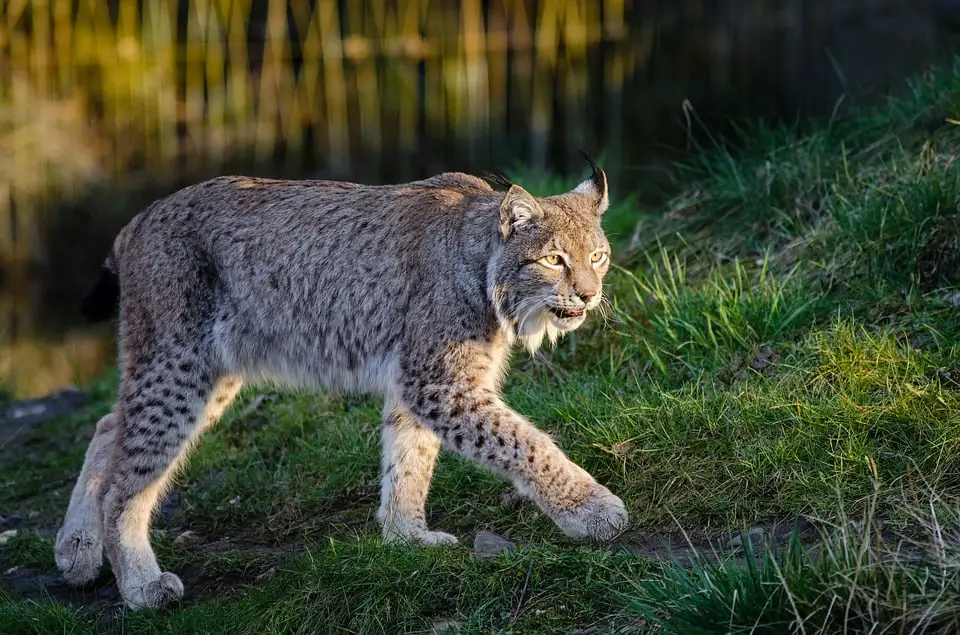Moins de lynx en Norvège - La Norvège aujourd'hui - 3