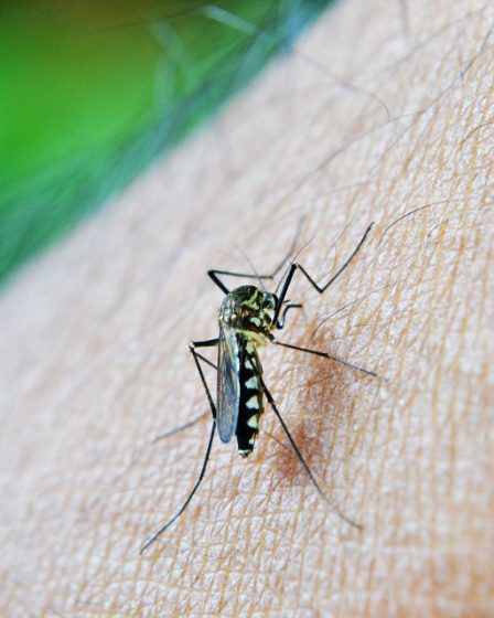Premier cas d'infection à Zika de femme à homme 11 Premier cas d'infection à Zika de femme à homme - 10