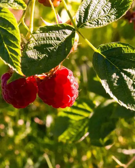 Les ventes de framboises augmentent 5 Les ventes de framboises augmentent - 4