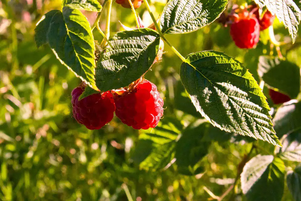 Les ventes de framboises augmentent 4 Les ventes de framboises augmentent - 3
