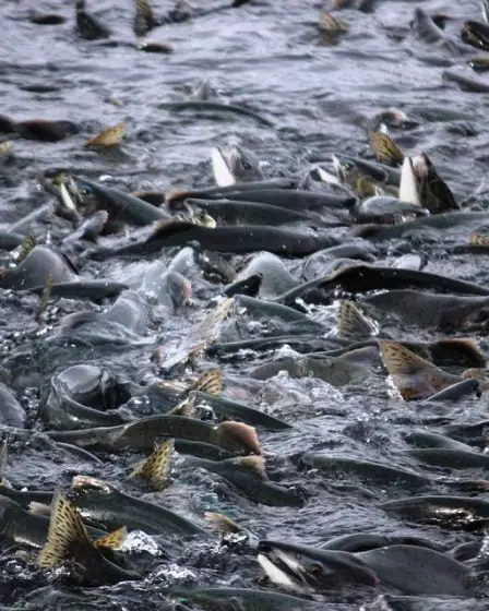 Remorque renversée avec des poissons vivants 12 Remorque renversée avec des poissons vivants - 11