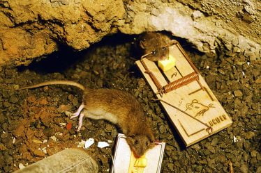 Des dizaines de milliers de rats tués à Bergen cette année - 18