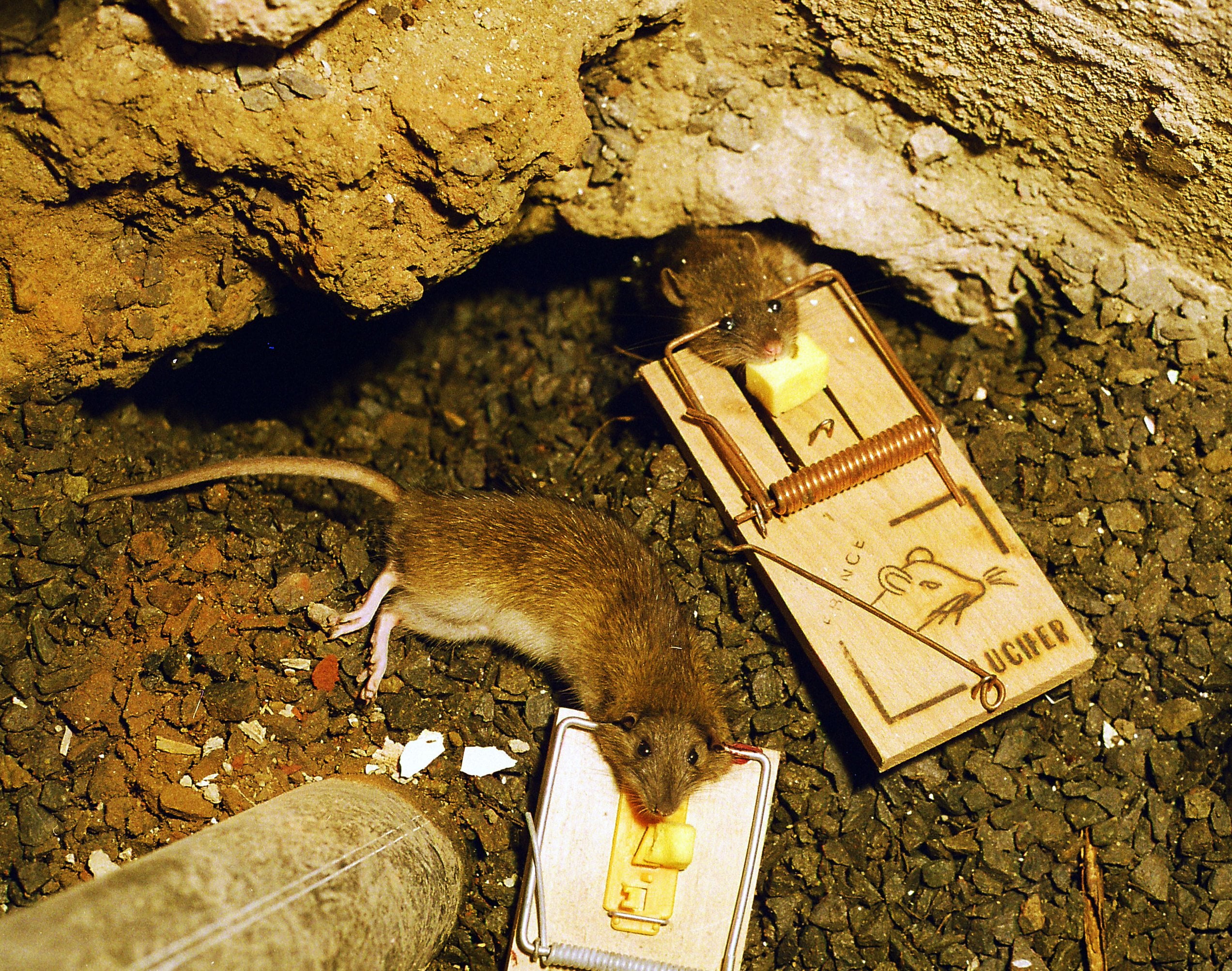 Des dizaines de milliers de rats tués à Bergen cette année 4 Des dizaines de milliers de rats tués à Bergen cette année - 3