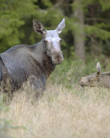 Un orignal du nord de la Norvège sera testé pour une maladie cérébrale 11 Un orignal du nord de la Norvège sera testé pour une maladie cérébrale - 10