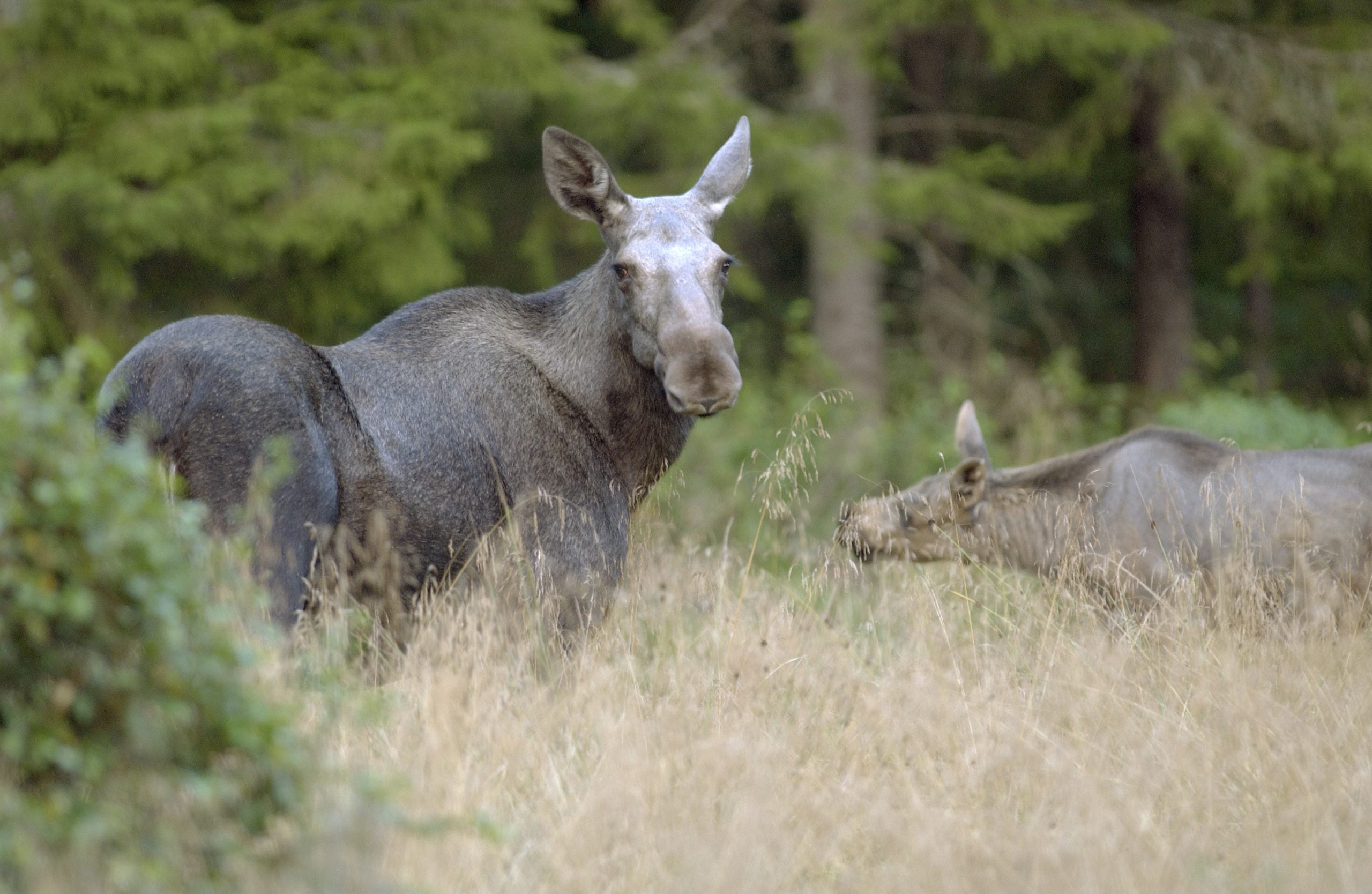 Un orignal du nord de la Norvège sera testé pour une maladie cérébrale 4 Un orignal du nord de la Norvège sera testé pour une maladie cérébrale - 3