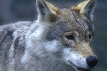Ramener 2 000 moutons à la maison par peur des attaques de loups - 16