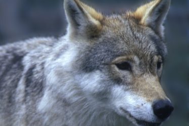 Ramener 2 000 moutons à la maison par peur des attaques de loups - 18