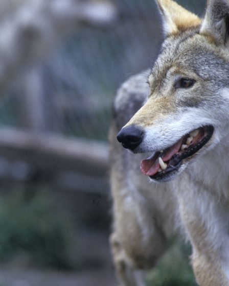 47 loups peuvent être tués 14 47 loups peuvent être tués - 13