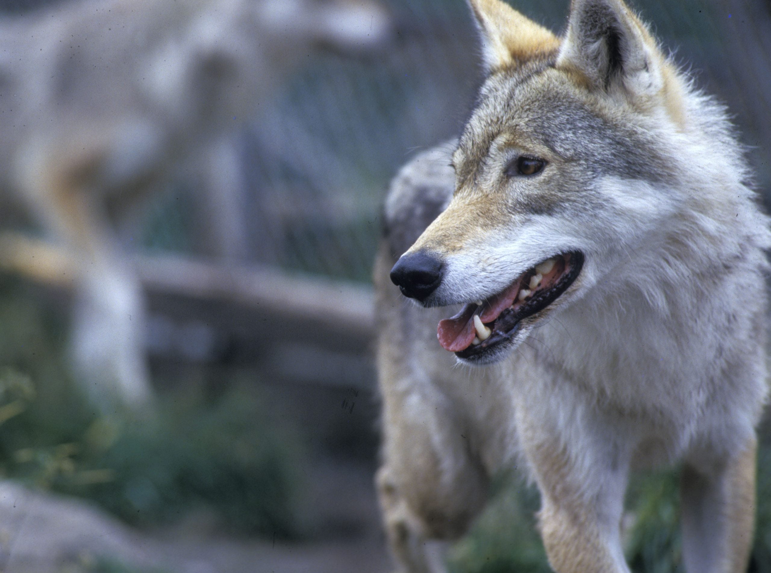 47 loups peuvent être tués 4 47 loups peuvent être tués - 3