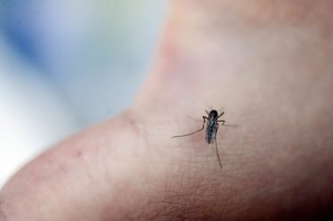 Le Suédois est devenu champion du monde de l'élimination des moustiques - 20