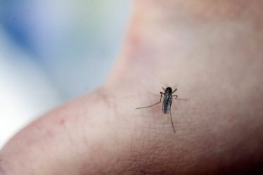 Le Suédois est devenu champion du monde de l'élimination des moustiques - 18