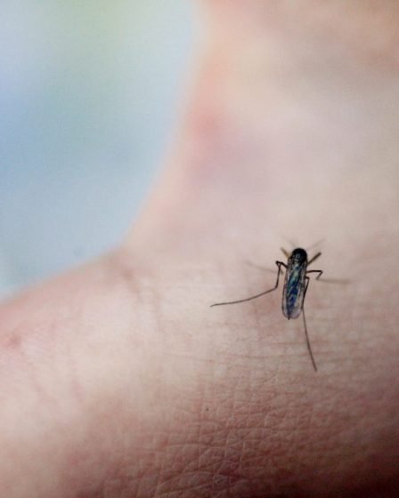 Le Suédois est devenu champion du monde de l'élimination des moustiques 17 Le Suédois est devenu champion du monde de l'élimination des moustiques - 16