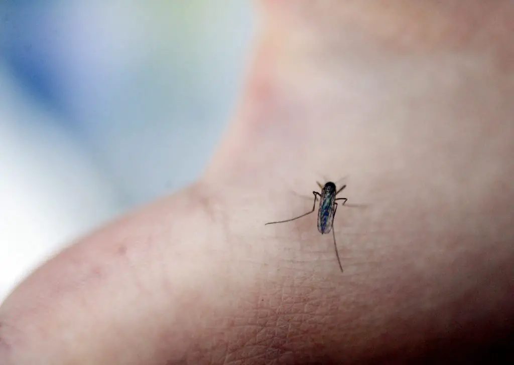 Le Suédois est devenu champion du monde de l'élimination des moustiques 4 Le Suédois est devenu champion du monde de l'élimination des moustiques - 3