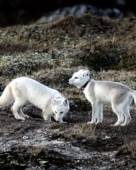 Pire année pour le renard arctique 11 Pire année pour le renard arctique - 10