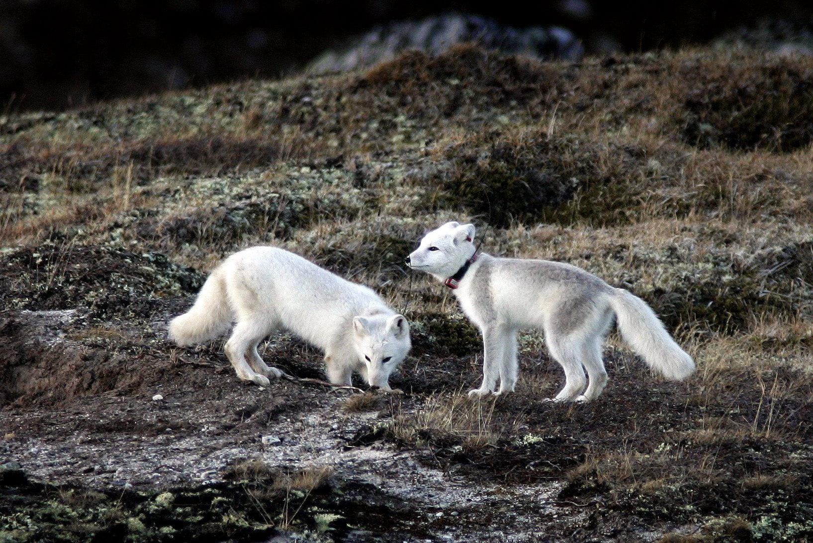 Pire année pour le renard arctique 4 Pire année pour le renard arctique - 3