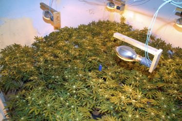 Saisies record de cannabis - 18