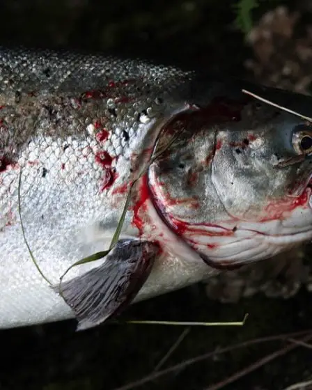 Fille (8 ans) a attrapé un gros saumon avec juste un peu de réglisse 26 Fille (8 ans) a attrapé un gros saumon avec juste un peu de réglisse - 25